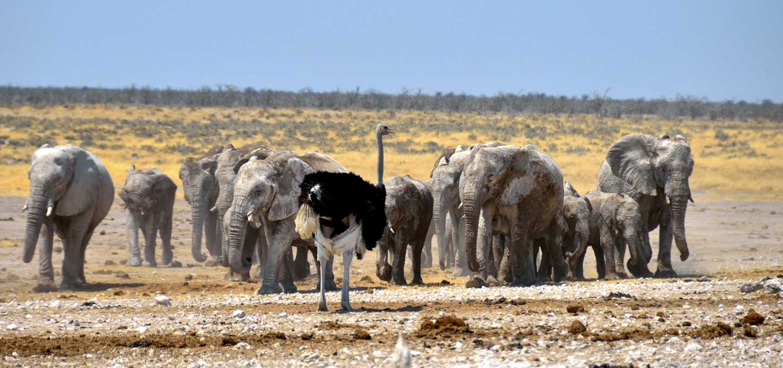 Wildlife at Etosha National Park