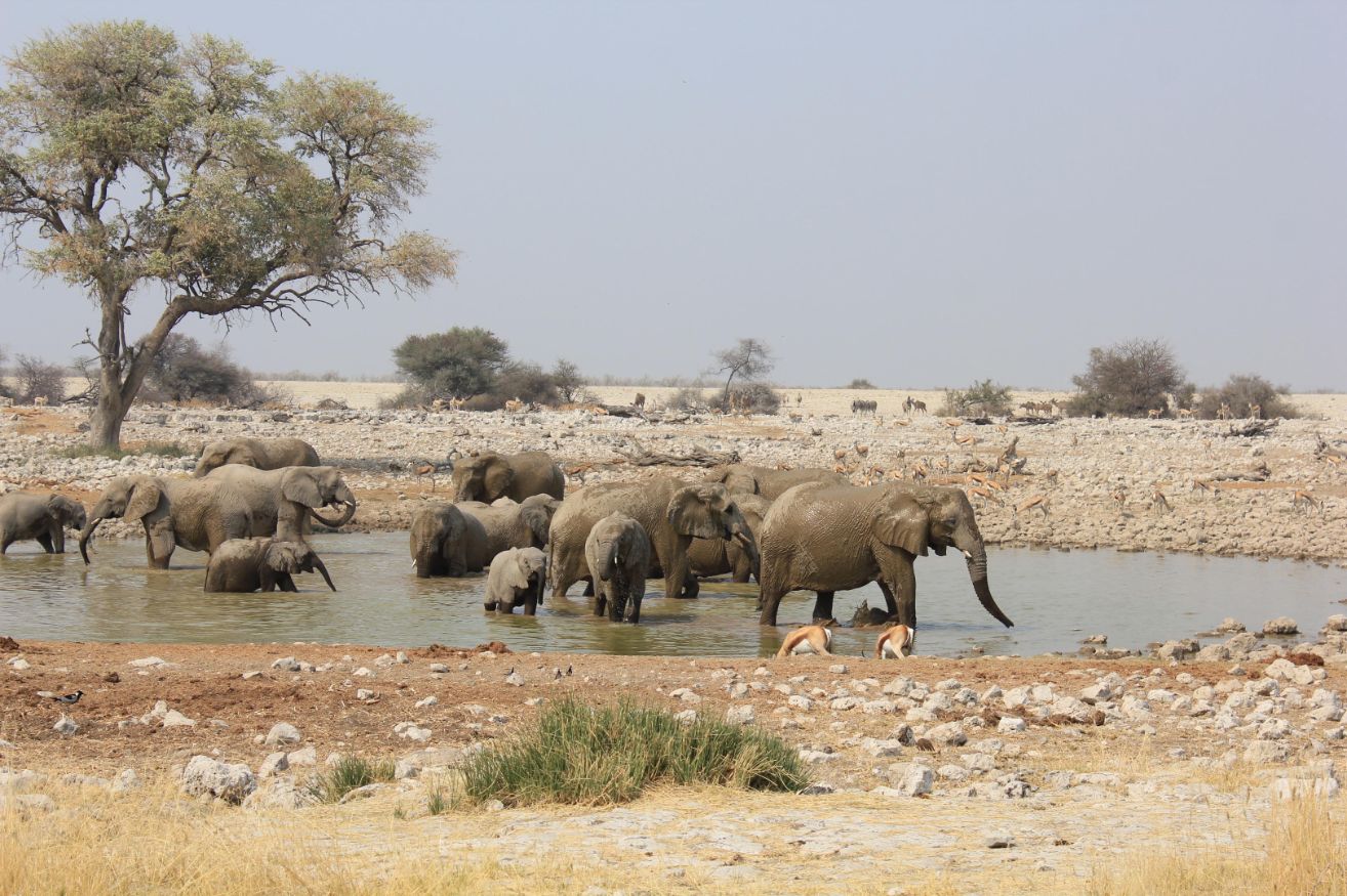 Elephants gathering at a waterhole in Etosha National Park