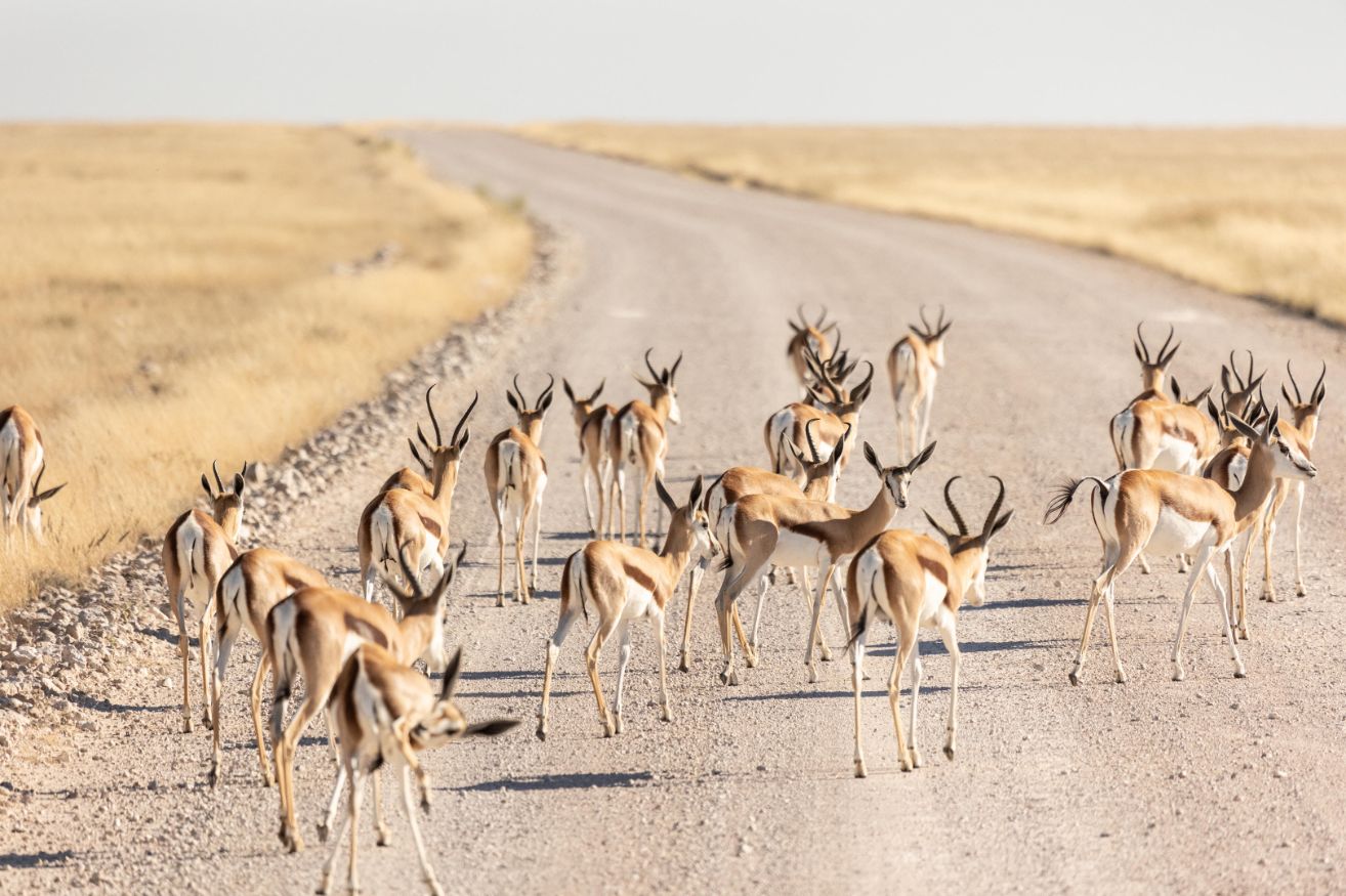 Springbok crossing the road in Namibia during a self-drive safari