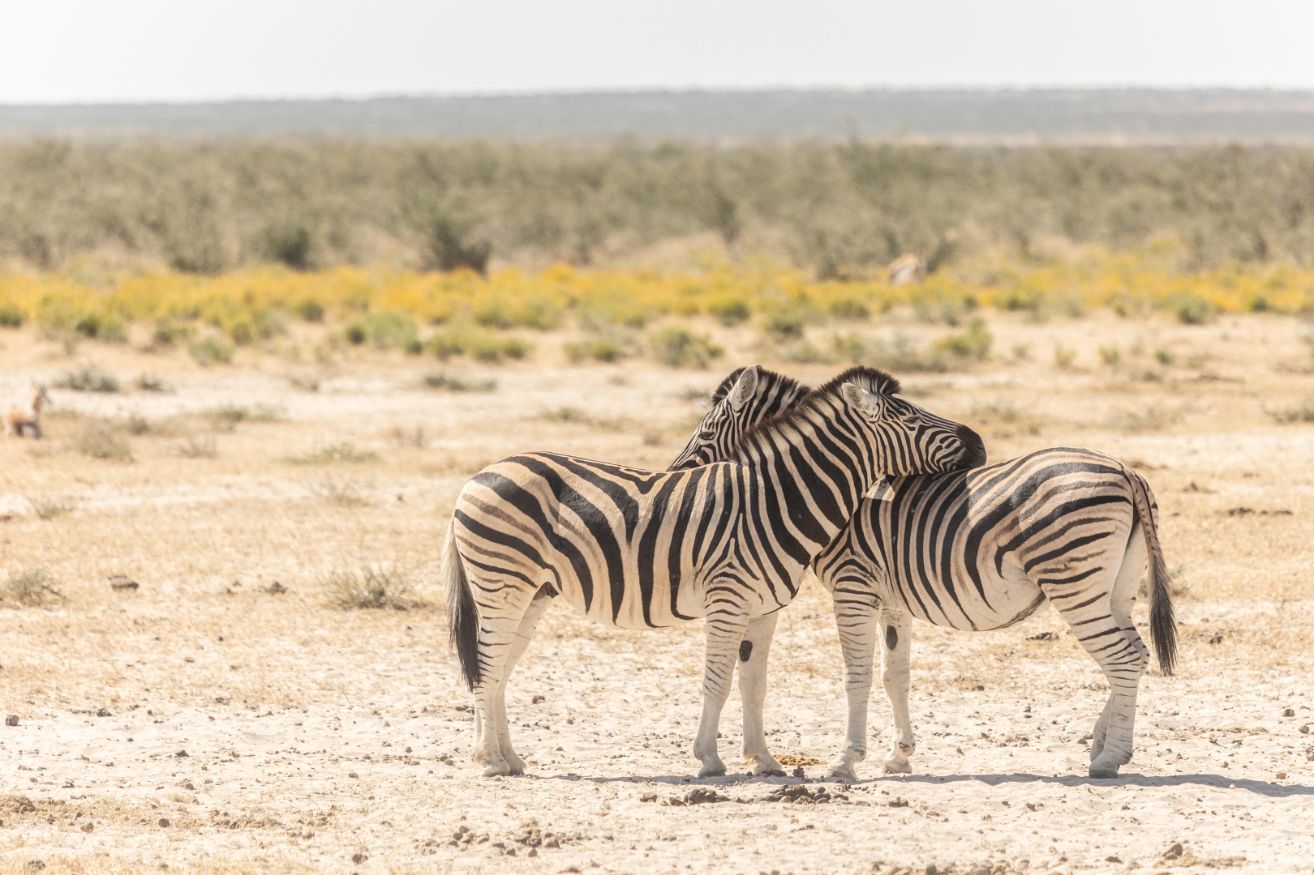 Zebras in Etosha National Park Namibia