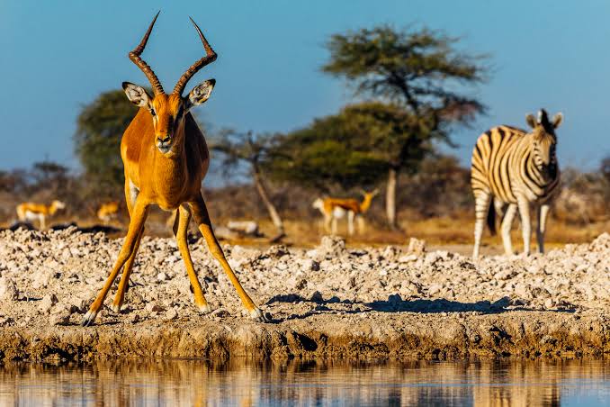 Wild Namibia
